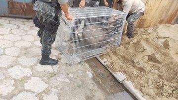 Animal estava "passeando" na orla da praia de Peruíbe Capivara é flagrada “passeando” em praia do litoral; assista - Divulgação Policia Militar Ambiental