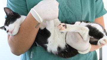 Distribuição de senhas começa às 8 horas da próxima segunda-feira (29) no canil municipal Capa - Guarujá abre 300 vagas para castração gratuita de cães e gatos - Imagem ilustrativa: Gustavo Magnusson