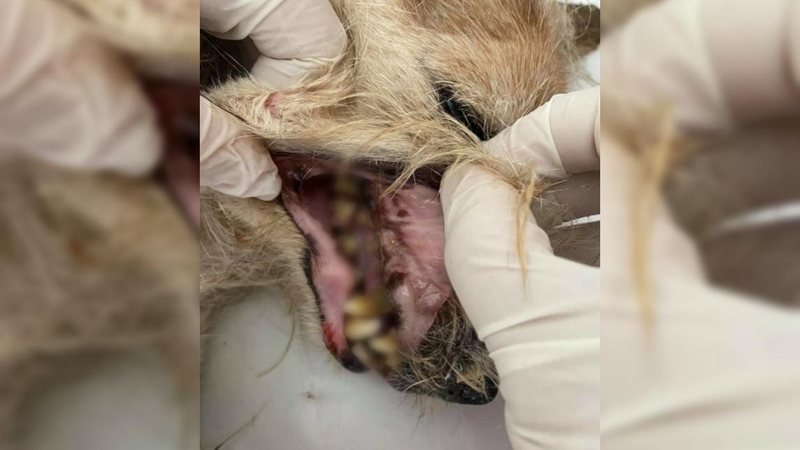 ONG Viva Bicho revelou que boca do animal estava repleta de larvas - ONG Viva Bicho
