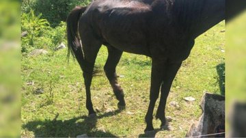 Cavalo com sinais de maus-tratos é resgatado no Litoral Norte - Foto: Divulgação PMC