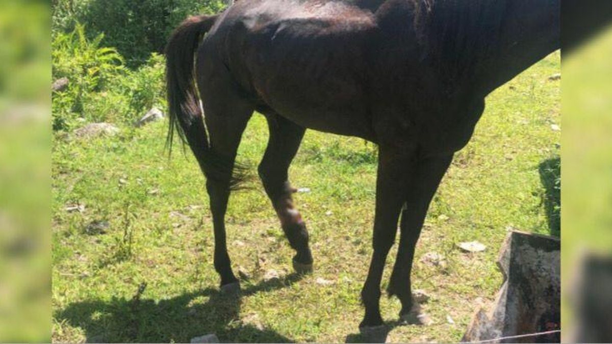 Cavalo é resgatado em situação de maus tratos, em Caraguatatuba