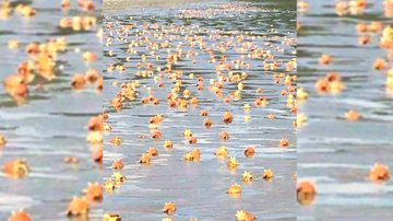 Banhista, Toniel Santos, fotografou belíssimas conchas na Praia da Fazenda - Toniel Santos
