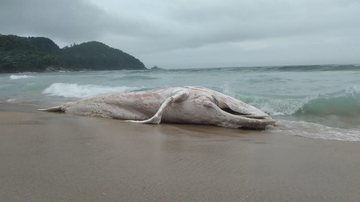 Baleia jubarte em decomposição é encontrada em Ubatuba Depois de golfinho, baleia jubarte é encontrada morta em Ubatuba (SP) baleia morta na areia da praia em ubatuba - Foto: Cleusa Carvalho