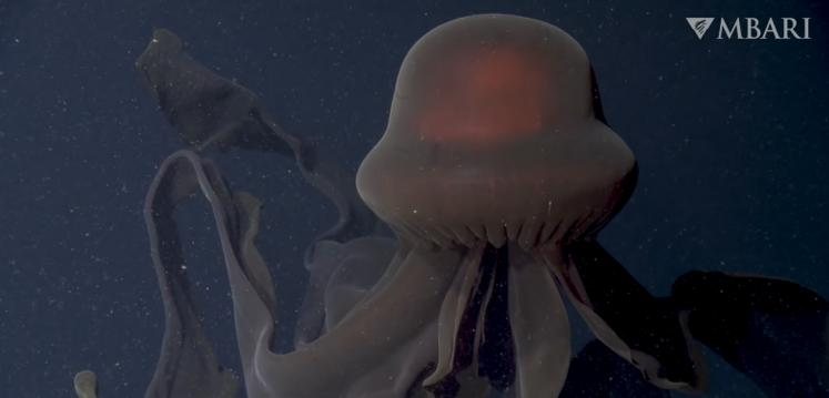 Registros foram realizados com o auxílio de um drone Impressionante: pesquisadores captam imagens raras de água-viva fantasma Imagem rara da água-viva fantasma - Divulgação