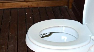 Cobra dentro de vaso sanitário assusta morador  Uma cobra dentro de um vaso sanitário - Arquivo Pessoal