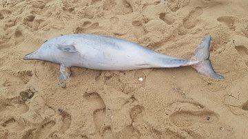 Golfinho encontrado sem vida na praia Vermelha do Norte em Ubatuba Que pena! Golfinho é encontrado morto em Ubatuba (SP) golfinho sem vida na areia da praia - Foto: Divulgação Redes Sociais