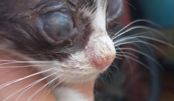 Filhote de gato foi resgatado em seus possíveis últimos suspiros de vida - Arquivo pessoal