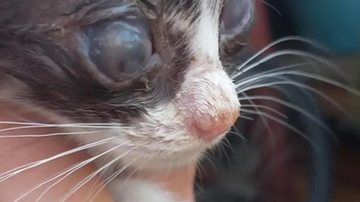 Filhote de gato foi resgatado em seus possíveis últimos suspiros de vida - Arquivo pessoal