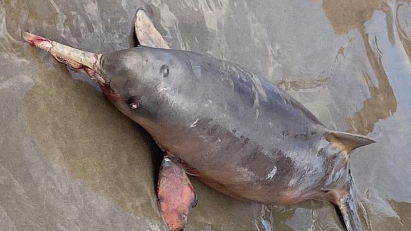 Golfinho era da espécie toninha e foi encontrada por banhistas que caminhavam pela praia Mais um golfinho é encontrado morto no litoral de São Paulo Golfinho morto na orla de Praia Grande - Divulgação/Praia Grande Mil Grau