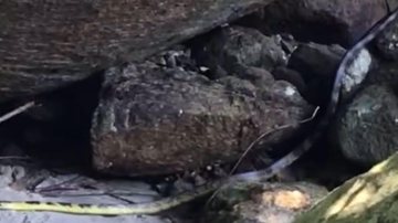 Cobra caninana é flagrada 'passeando' em praia de Ubatuba e impressiona moradores Cobra caninana é flagrada 'passeando' em praia de Ubatuba e impressiona moradores; VEJA - Reprodução Instagram @manu_00liveira