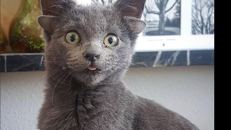 Gatinho foi adotado e ganhou redes sociais - Reprodução/instagram