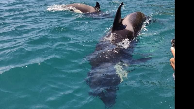 Orcas são avistadas em Ilhabela (SP) Grupo de orcas é avistado em Ilhabela (SP) orcas no mar de ilhabela - Foto: Página Taxi Ilhabela