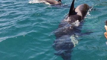 Orcas são avistadas em Ilhabela (SP) Grupo de orcas é avistado em Ilhabela (SP) orcas no mar de ilhabela - Foto: Página Taxi Ilhabela
