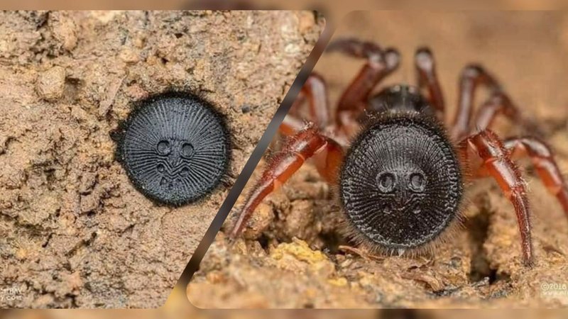 Aranha com veneno fatal é mais uma farsa da web - Portal Costa Norte