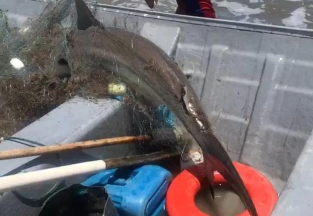 Biólogos acreditam ser um tubarão-galha-preta Tubarão é capturado após ficar preso em rede de pesca em Ilha Comprida (SP) Tubarão capturado em ilha Comprida (SP) - Reprodução/Redes sociais