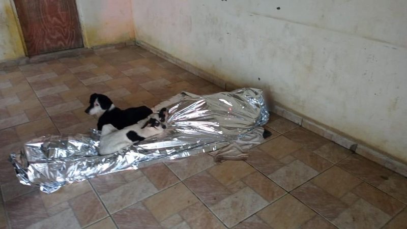 Animais protegeram o dono e esperaram ao lado dele por todo tempo Peruíbe: Cachorros ficam ao lado de idoso que morre após esperar 6h pelo Samu Cachorros ao lado do corpo de idoso que morreu com fortes dores ao esperar SAMU por 6 horas - Divulgação/G1