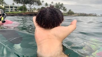 “Parece um bebê do Himalaia de cabelo espetado” foi um dos muitos comentários a respeito da curiosa imagem Imagem que causa ilusão de ótica viraliza na internet e palpites são os mais diversos Homem no mar com a mão para fora da água segurando um ouriço-do - Reprodução