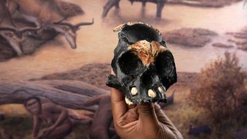 Especialistas acreditam que criança teria entre 4 e 6 anos Pesquisadores encontram fóssil de criança de 250 mil anos em caverna Fóssil de criança de 250 anos - Divulgação