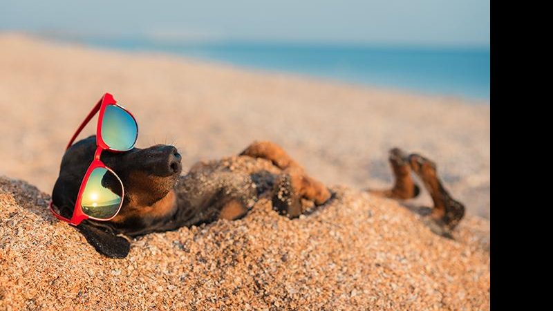 Cães poderão frequentar as praias do município de Santos  Cachorro da raça salsicha na praia - Imagem ilustrativa/ Reprodução Web