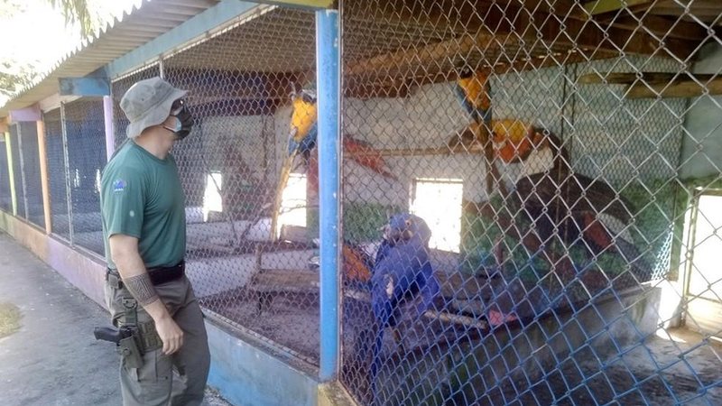 Durante a ação, fiscais do Ibama encontraram cinco araras azuis, espécie declarada em extinção Hotel fazenda no litoral de SP é multado pelo Ibama em mais de R$ 500 mil Araras azuis foram encontradas durante operação do Ibama - Divulgação/Ibama