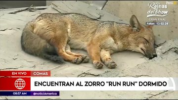 Emissora local flagou Run Run dormindo na região após tentativas frustadas de captura do serviço florestal local Foto 2 - Família adota raposa pensando que era cachorro - Imagem: Reprodução / América TV Peru
