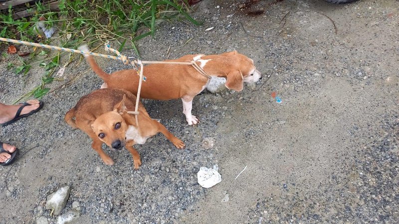 Cães vítimas de maus tratos são salvos e PM Ambiental autua tutor em R$ 12 mil Maus-tratos animais domésticos - Divulgação PM Ambiental