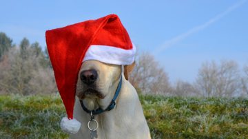 O "Natau Pet" acontece neste domingo (19) no Parque da Cidade a vai contar até com árvore de natal "encãotada" Evento de Natal especial para os pets acontece neste domingo (19) em PG Cachorro da raça labrador com gorro de Papai Noel encobrindo os olhos - Pixabay