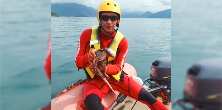 Guarda-vidas resgatam um tatu no mar de Ubatuba (SP) Tatu resgatado em Ubatuba - Divulgação GBMar