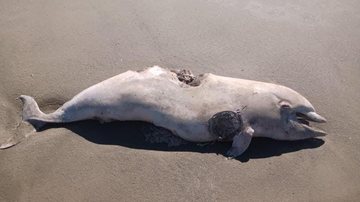 Animal machucado e morto foi encontrado em praia do sul Boto é encontrado em estado de decomposição Foto do boto morto na areia da praia - Divulgação