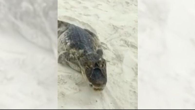 Animal foi resgatado pela Polícia Ambiental Jacaré tenta atacar banhista em praia; vídeo impressiona Jacaré na faixa de areia da praia - Reprodução G1