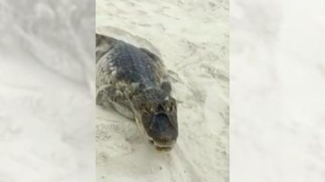 Animal foi resgatado pela Polícia Ambiental Jacaré tenta atacar banhista em praia; vídeo impressiona Jacaré na faixa de areia da praia - Reprodução G1