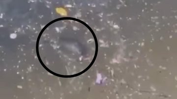 O animal foi encontrado por um frequentador da praia Rato boiando Guarujá Rato boiando - Reprodução