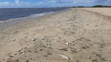 A possibilidade é de ser uma ocorrência natural provocada pela alteração da condição da água do mar Milhares de peixes mortos aparecem na faixa de areia em praia da região sul Peixes mortos na faixa de areia da praia - RBS TV/Reprodução