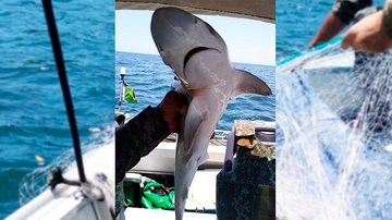 PM Ambiental localiza tubarão em rede de espera em Guarujá Pesca ilegal - Tubarão em Guarujá - Divulgação: PM Ambiental