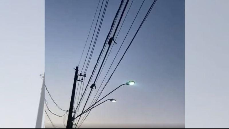 Primatas foram flagrados correndo livremente em fiação elétrica de poste do bairro Aviação Macaquinhos são flagrados brincando em fiação elétrica em PG | VÍDEO Dois macaquinhos correndo na fiação de um poste em Praia Grande - Reprodução/Instagram Praia Grande Mil Grau Oficial