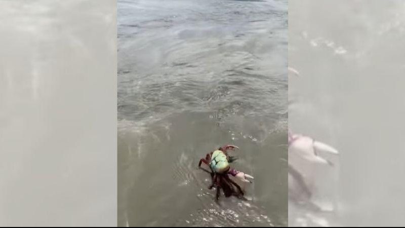 Com seu andar peculiar, o crustáceo logo fez "amizades" à beira-mar Caranguejo “interage” com banhistas em praia de Ubatuba | VÍDEO Caranguejo na Praia Dura, em Ubatuba - Reprodução/Facebook