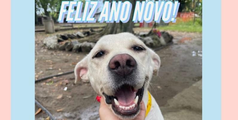Organização sem fins lucrativos resgatou a cadelinha Cristal da rua Sorriso de cachorro resgatado encanta a internet Foto da cadela sorrindo com um recado de feliz ano novo - Reprodução Instagram