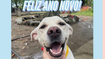 Organização sem fins lucrativos resgatou a cadelinha Cristal da rua Sorriso de cachorro resgatado encanta a internet Foto da cadela sorrindo com um recado de feliz ano novo - Reprodução Instagram