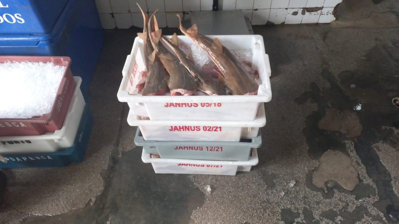 Polícia apreendeu pesca irregular em Ubatuba Raia-viola em Ubatuba Caixas com raias-viola pescadas e gelo - Polícia Militar Ambiental Marítima