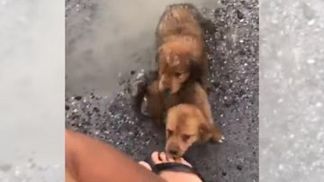 Cachorros resgatados na rodovia aguardam ser adotados Filhotes abandonados na chuva são resgatados e estão para adoção Dois filhotes brincando - Reprodução Facebook