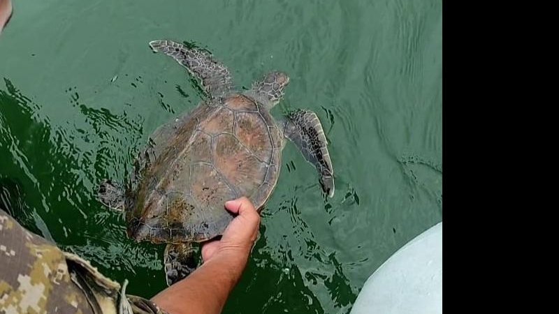 Depois de descansar um pouco, tartaruga marinha é devolvida ao mar Tartaruga marinha enroscada em rede de pesca é salva em Guarujá Tartaruga marinha sendo devolvida ao mar - Polícia Marítima de São Paulo