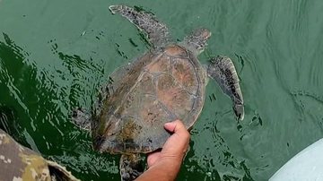 Depois de descansar um pouco, tartaruga marinha é devolvida ao mar Tartaruga marinha enroscada em rede de pesca é salva em Guarujá Tartaruga marinha sendo devolvida ao mar - Polícia Marítima de São Paulo