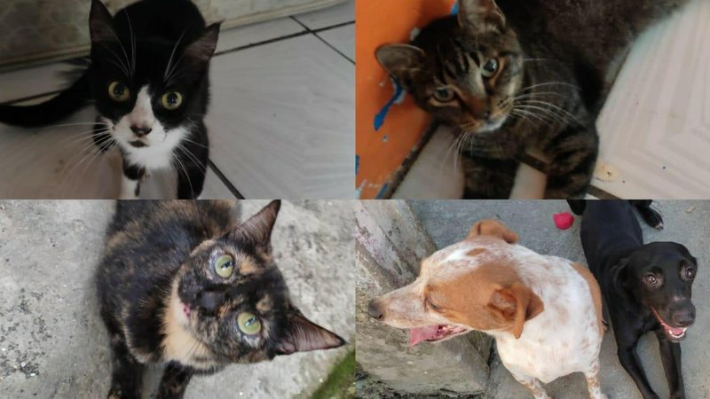 Animais precisam de ajuda para encontrar um lar - Arquivo pessoal