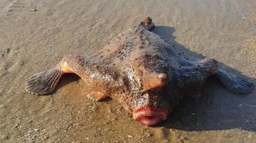 Este animal bizarro é bem preguiçoso e vive sempre no fundo, seja na areia, lodo ou entre rochas e corais Peixe-morcego Praia Grande Peixe-morcego na areia da praia - Foto: RemaForte