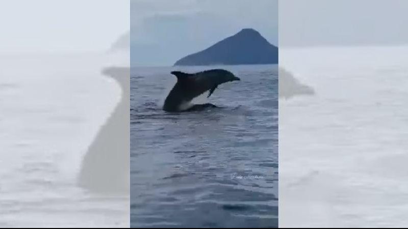 Golfinhos precisam vir até a superfície da água para poderem respirar “Balé” de golfinhos encanta turistas em Ilhabela | VÍDEO Golfinho salta para fora da água em Ilhabela. - Reprodução/Redes Sociais