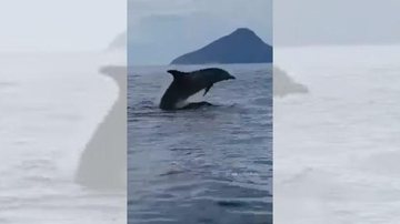 Golfinhos precisam vir até a superfície da água para poderem respirar “Balé” de golfinhos encanta turistas em Ilhabela | VÍDEO Golfinho salta para fora da água em Ilhabela. - Reprodução/Redes Sociais