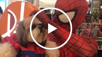 Encontro entre o cachorro e o Homem-Aranha aconteceu em shopping de Recife Cãozinho fã de Homem-Aranha chora ao encontrar herói | VÍDEO Cãozinho no colo do Homem-Aranha - Reprodução Instagram