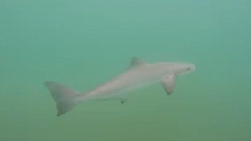 Vídeo foi feito enquanto o humorista mergulhava no mar na praia do Leblon Humorista filma aparição de cação | VÍDEO Filhote de tubarão no mar - Reprodução Instagram
