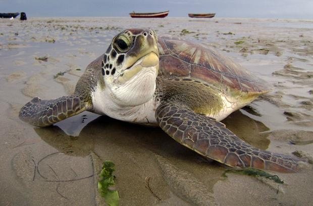 A tartaruga-verde (Chelonia mydas) é uma espécie que pode ser encontrada em mares tropicais e subtropicais Vídeo mostra mamãe tartaruga botando ovinhos em seu ninho Tartaruga-verde em uma praia - Imagem ilustrativa/Projeto Tamar
