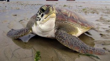 A tartaruga-verde (Chelonia mydas) é uma espécie que pode ser encontrada em mares tropicais e subtropicais Vídeo mostra mamãe tartaruga botando ovinhos em seu ninho Tartaruga-verde em uma praia - Imagem ilustrativa/Projeto Tamar